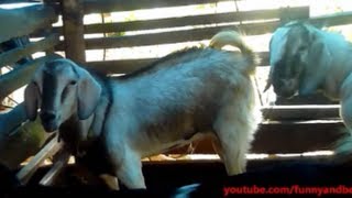 Scariest and loudest goat yell ever [upl. by Harriette]