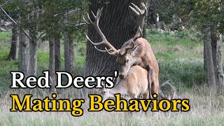 Surprising Facts about Red Deers Mating Behaviors  Footage of Red Deers Mating [upl. by Nolyarb573]