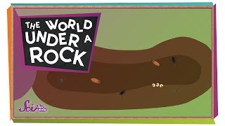 The World Under a Rock [upl. by Teryn]