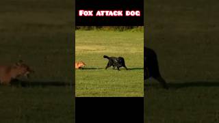 Fox attack dog ytshorts funny wildlife fox dog [upl. by Relyc]