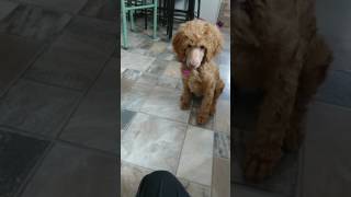 Standard poodle 11 week training [upl. by Elysia]