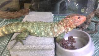 Caiman lizard eating pellet food [upl. by Imer]