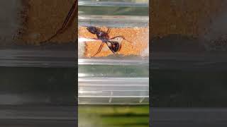 Novomessor cockerelli  Queen and brood not mine insects antkeeping ants ameisen hormigas [upl. by Donavon]