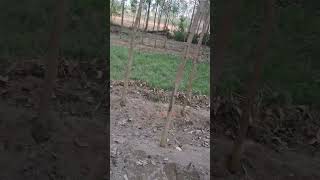 eucalyptus plant ujhari yt ytshorts shortsfeed trending plzdosuporrtmychanlfriends video [upl. by Lalittah]