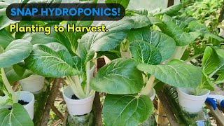 SNAP HYDROPONIC PECHAY PLANTING TO HARVEST DIY Hydroponic Setup [upl. by Nathanial]