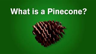 What is a Pinecone [upl. by Falkner]