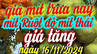 giá mít trưa nay ngày 16112024 [upl. by Arev]