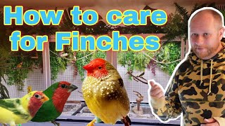 How to care for your Finches [upl. by Woo]