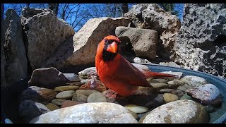 LIVE 🐦 Bird Feeder Camera in Oklahoma [upl. by Rhynd717]