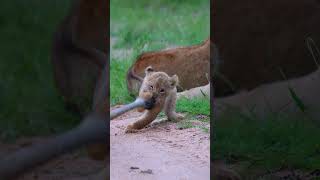 Lion Cub Play Tug of War With Mommies Tail [upl. by Stichter]