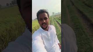 Aaj katwana Hai Suresh Bhai Ka dhaan Kheti Badi Mini vlog [upl. by Sukramal]