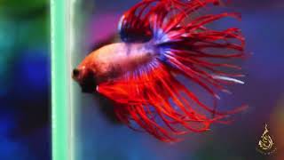 The Most Stunning Betta Fish Youve Ever Seen bettafish bettafishfight betta fish [upl. by Olnee]