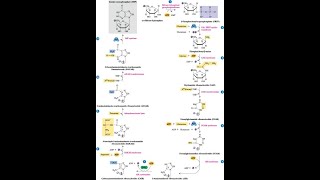 Steps in the pathway for Inosine Monophosphate IMP [upl. by Karlow]