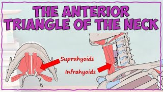 Anterior Triangle of the Neck  Suprahyoid and Infrahyoid Muscles [upl. by Mannuela464]