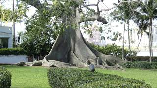 Historic Kapok Tree Oldest House Henry Morrison Flagler Museum Palm Beach Florida USA [upl. by Oletta]