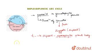 HAPLODIPLONTIC LIFE CYCLE [upl. by Areek]