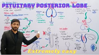 Median lobe and Posterior lobe of Pituitary gland  Biology 12th  Chapter 17  lecture 21 MDCAT [upl. by Yaner]