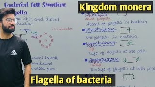 Bacteria flagella  Chemotaxis  Class 11 Biology [upl. by Woodley951]