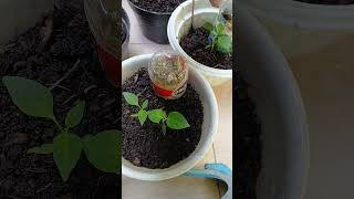 Recharge your soil em4 houseplants fertilizerforplants diygardening plantcare shorts [upl. by Noevad]