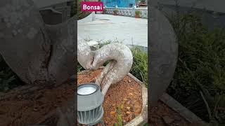 Bonsai ASMR satisfying youtubeshorts viralvideo trending shorts short [upl. by Acima]