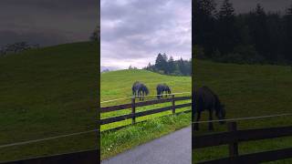 📍Innsbruck Austria Shorts Iglsinnsbruck tyrol nature horses [upl. by Saffian]