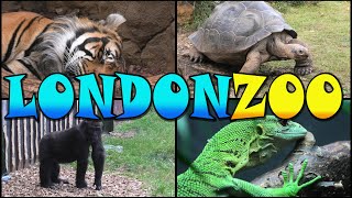 LONDON ZOO Walking Tour  England 4k [upl. by Koh413]