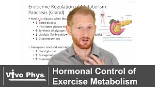 Hormonal Control of Exercise Metabolism [upl. by Naejamron]