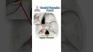 Cranial foraminaPart2 anatomy cranialnerves cranium bones nerve drawing medicalstudent [upl. by Myna]