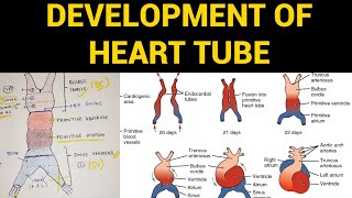 Development of Heart Tube  Heart Embryology [upl. by Evot]