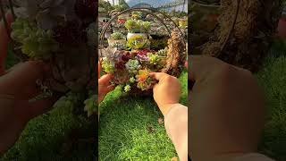 Succulent DIY ideas 🪴 succulents succulent 다육이들 多肉植物 [upl. by Kashden32]