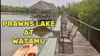 PRAWNS LAKE LOCATED IN WATAMU [upl. by Islehc]