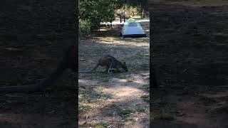 Australia Has Beautiful National Parks This is Grampians [upl. by Neelrahs16]