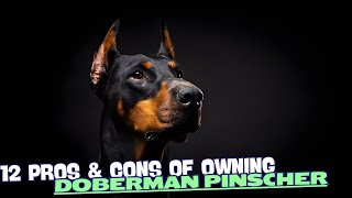 12 Pros amp Cons of Owning a Doberman Pinscher🐶 [upl. by Karie]