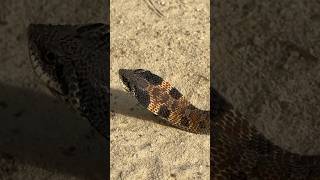 Gorgeous Eastern Hognose Snake in Alabama First Snake of November [upl. by Fiden564]