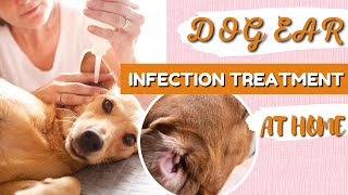 Dog Ear Infection Treatment At Home Gentle Care Happy Ears [upl. by Esoj959]