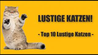 Beste Lustige Katzen Videos Compilation 2018  Neue HD [upl. by Thurber18]