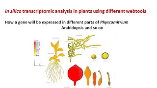 In silico transcriptomic analysis in plants  Physcomitrella  Arabidopsis [upl. by Romeu125]