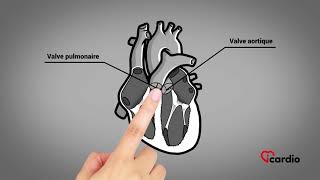 Anatomie du coeur  version française [upl. by Brodie7]