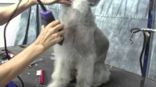 Bedlington Terrier Grooming Instructions OnlineGroomingSchoolcom [upl. by Onitnas]