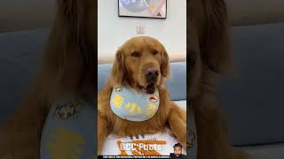 dog goldenretriever pets funny doglover waitfore comedyshorts trendingshorts youtubeshorts [upl. by Ahtreb882]