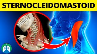 Sternocleidomastoid and Breathing EXPLAINED [upl. by Ahsirtal]