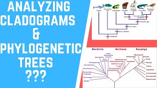 How to Analyze Cladograms amp Phylogenetic Trees [upl. by Akerahs25]