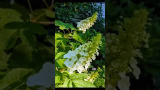 Oakleaf Hydrangea Lovely [upl. by Yaniv108]