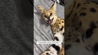 The man adopted a Serval cat found by the roadside leopard cat short [upl. by Inahc868]