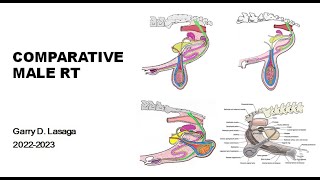 VET ENDO  Male Comparative Anat amp Physio  20232024 [upl. by Chickie]