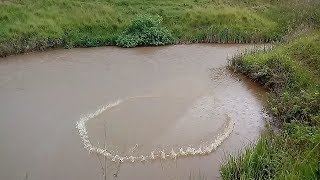 Pesca de tarrafaprimeira vez que pego uma traíra branca na tarrafa [upl. by Sherwin]