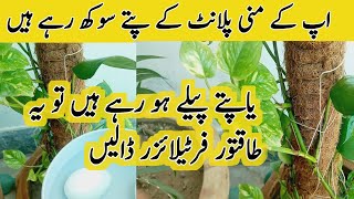 Money plant fertilizer money plant ke liye khad kaise banaengardening [upl. by Barber]