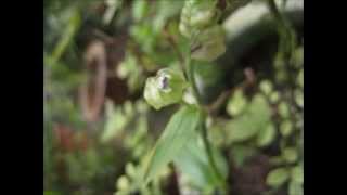 å¤§è‹žæ°´ç«¹è‘‰Murdannia Bracteata [upl. by Jalbert]