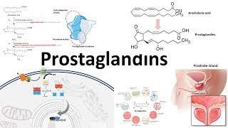 Prostaglandins  Biosynthesisfunction and regulation [upl. by Seuqram]