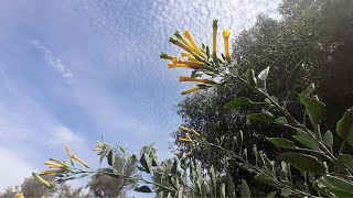 Exploring Nicotiana glauca plant [upl. by Sclater]